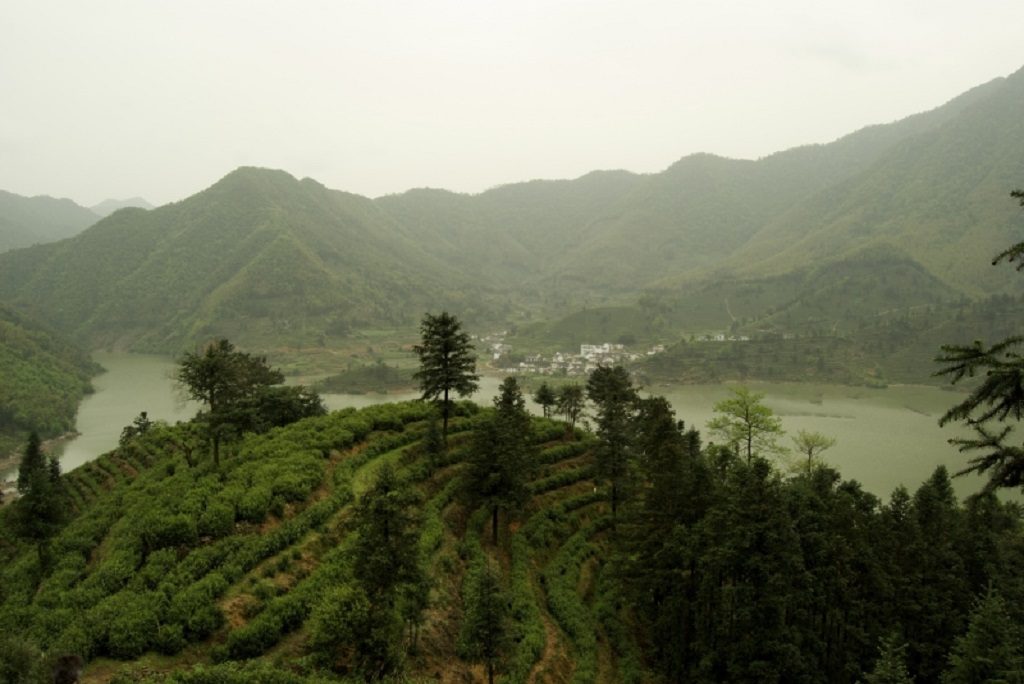 Cultivation du thé