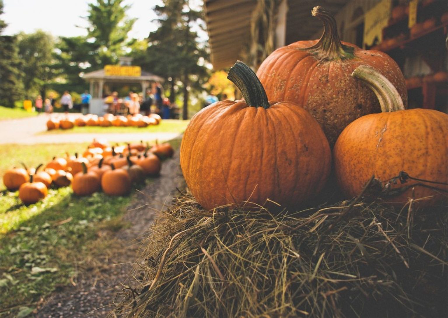 Citrouilles inattendues au potager