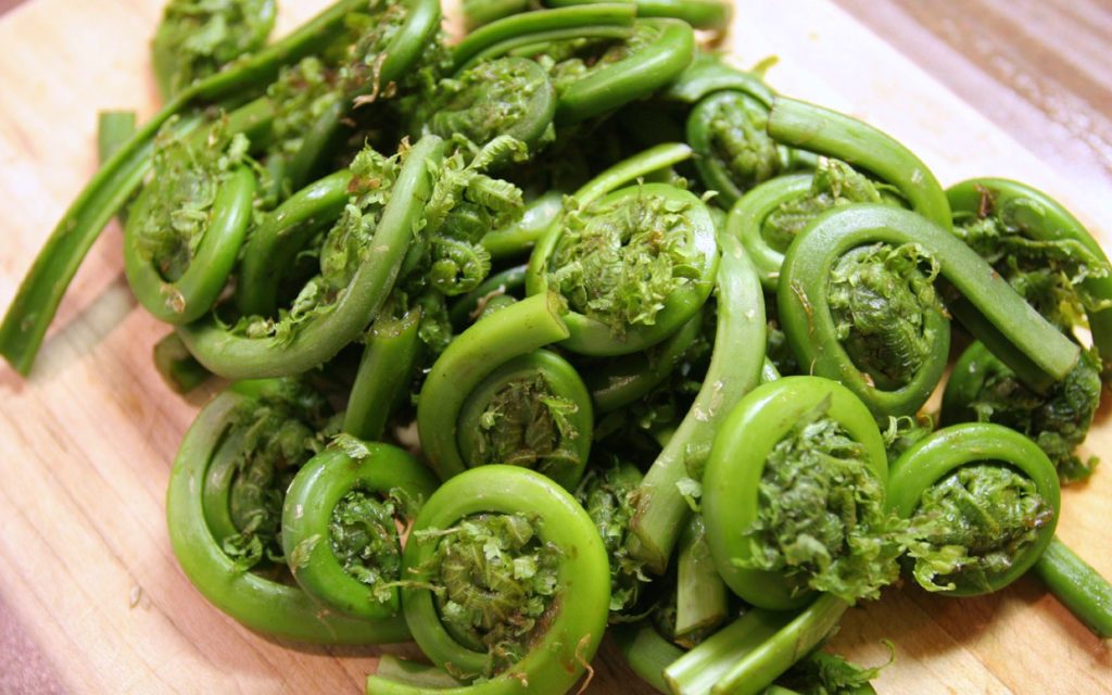 Fiddlehead Ferns