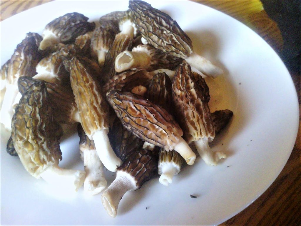 Morel with Cream and Salted Pork