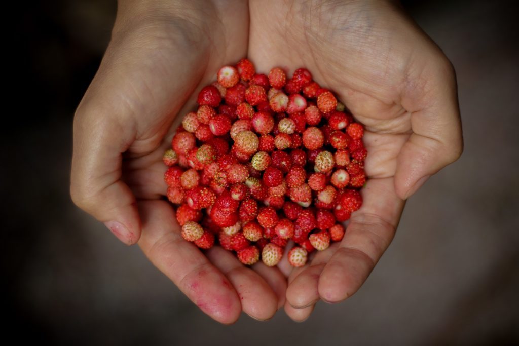 Petites fraises des champs congelées