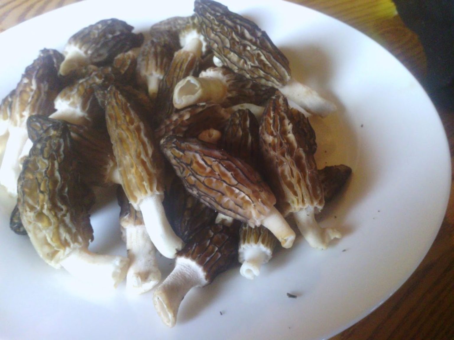 Morel Mushroom